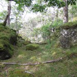The site of the shelter, before I began to build it. The site of the shelter, before I began to build it.