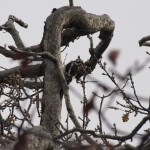 Looking up from my bench inside the shelter. This woodpecker often visited the tree above me. Looking up from my bench inside the shelter. This woodpecker often visited the tree above me.