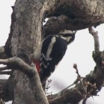 Another shot of the woodpecker. This is the tree where I heard the owls hissing... Another shot of the woodpecker. This is the tree where I heard the owls hissing...