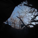 The gap in the roof, with some of the trees above. This meant that when the door was fastened shut the hole acted as a chimney, drawing the smoke upwards. The gap in the roof, with some of the trees above. This meant that when the door was fastened shut the hole acted as a chimney, drawing the smoke upwards.